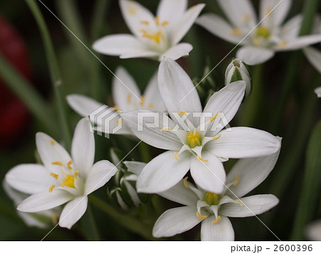 オーニソガラム・ウンベラツムの花 2600396