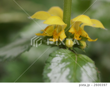 キバナオドリコソウの花 キバナオドリコソウの花 2600397