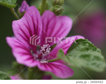 ゼニアオイの花 2600402