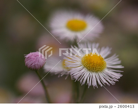 ハルジオンの花 ハルジオンの花 2600413