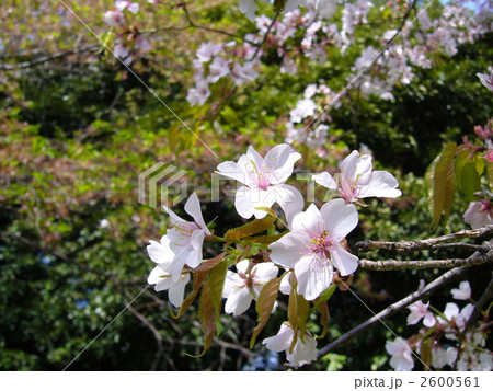 桜：霞桜 2600561