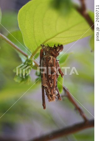 みの虫 みの虫 2600711