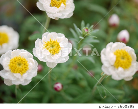 ハナカンザシ 2600898