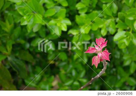 アカメガシワの幼葉 アカメガシワの幼葉 2600906