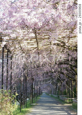 桜の半木の道 2600968