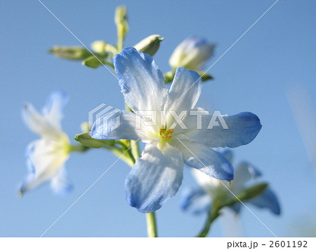 ゼフィラ　エレガンス 2601192