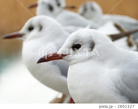 ゆりかもめ 2601327