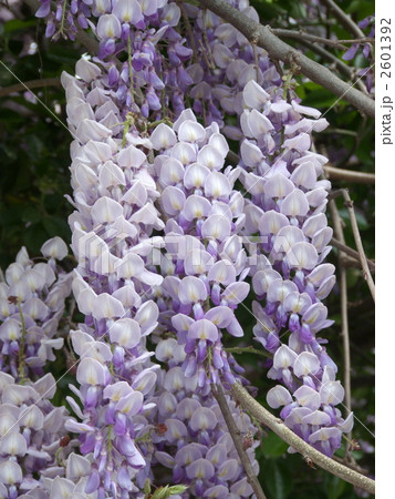 藤の花 藤の花 2601392