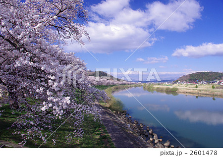 白石川堤　一目千本桜　柴田 2601478