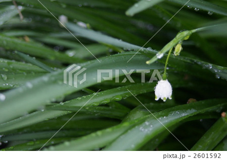 スズランスイセン　雨 2601592
