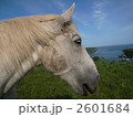 白馬　Ⅳ 2601684