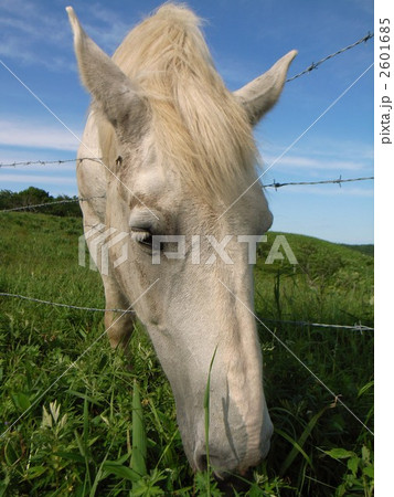 白馬　Ⅲ 2601685