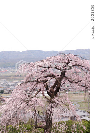 枝垂れ桜 2601859