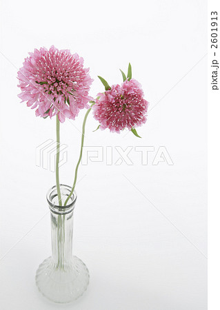 スカビオサ・サーモンピンクのアレンジ1 2601913