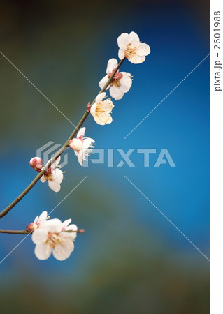 梅フォト BLUE 2601988