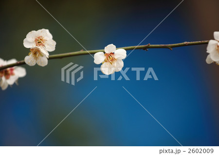 梅フォト BLUE 梅フォト BLUE 2602009