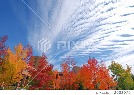 秋の空 2602076