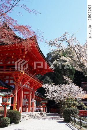 上賀茂神社　春景 2602205