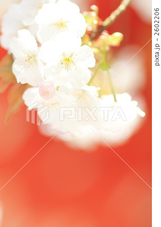 上賀茂神社　賀茂桜 2602206