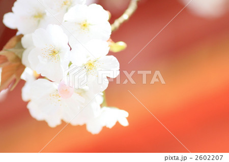 上賀茂神社　賀茂桜 2602207