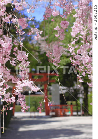 上賀茂神社　春景 2602215