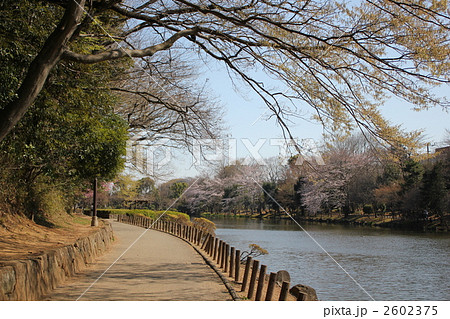 市川市・じゅん菜池緑地 2602375