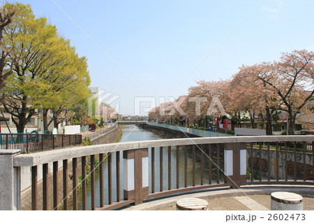 真間川・手児奈橋からの風景 真間川・手児奈橋からの風景 2602473