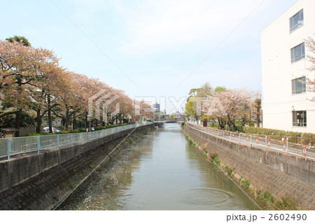 真間川・麓橋からの風景 2602490