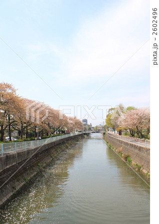 真間川・麓橋からの風景 真間川・麓橋からの風景 2602496