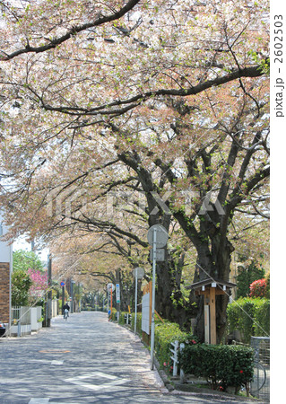 市川市・桜土手公園 市川市・桜土手公園 2602503