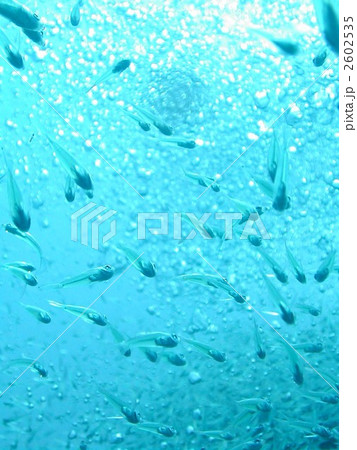 スカシテンジクダイ スカシテンジクダイ 2602535