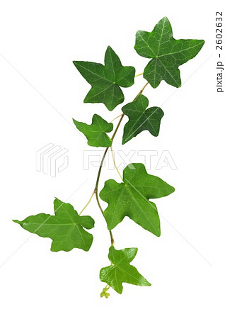 アイビー 植物 葉の写真素材