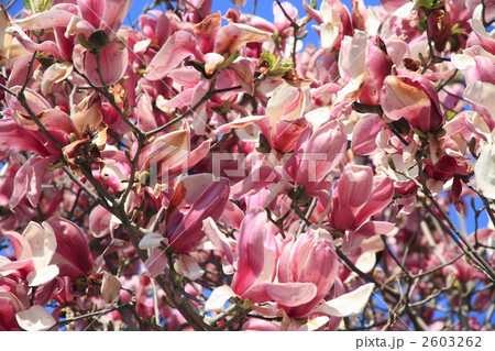 マグノリア 紫木蓮 木蓮の写真素材