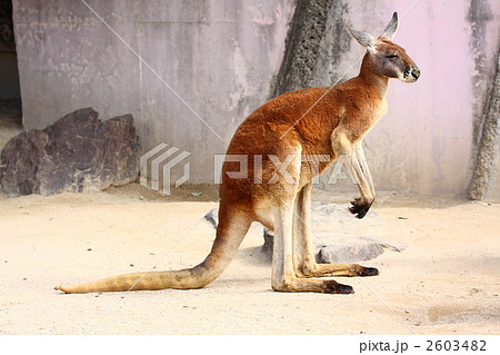 アカカンガルー アカカンガルー 2603482