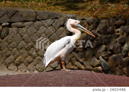 モモイロペリカン モモイロペリカン 2603486