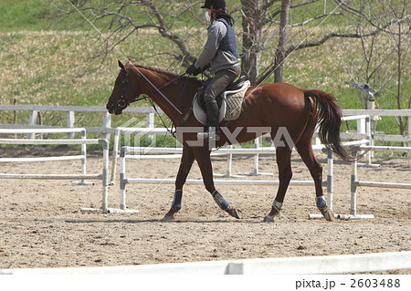 乗馬 乗馬 2603488