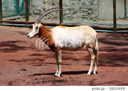 シロオリックス 2603489