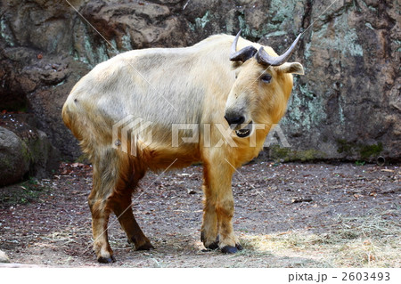 ゴールデンターキン ゴールデンターキン 2603493