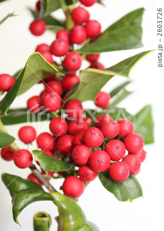 クリスマスホーリー 2603726