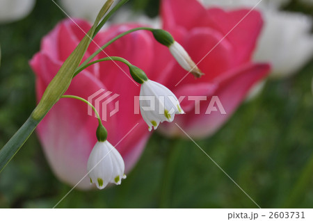 チューリップ 2603731