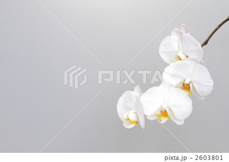 胡蝶蘭 2603801