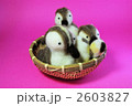 カモ家族 2603827