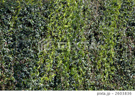 春の京都　鴨川沿いの枝垂れ柳 2603836