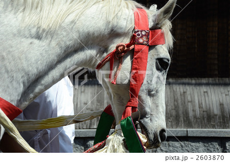 京都、祭りの神馬 2603870