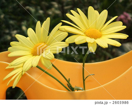 　春に咲く黄色の可憐な花・マーガレット（別名モクシュンギク） 2603986