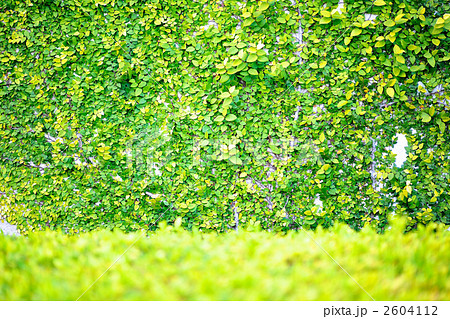 新緑 2604112