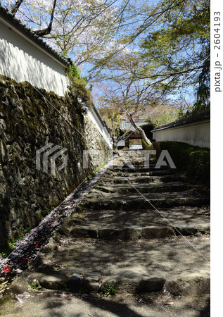 京都、勝持寺、春の参道 2604193