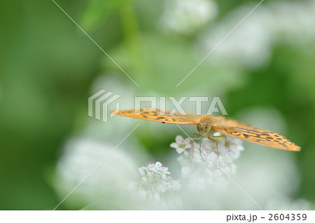 いただきまーす いただきまーす 2604359