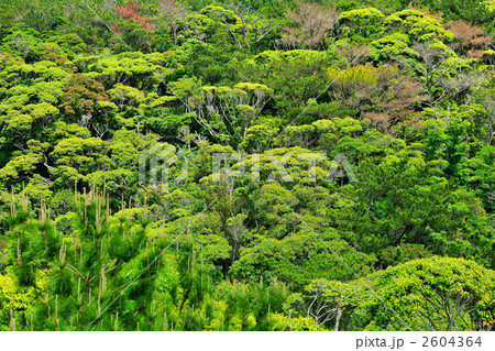 沖縄やんばるの大自然 2604364