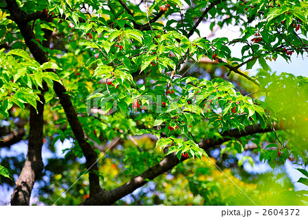 アセロラの木 アセロラの木 2604372